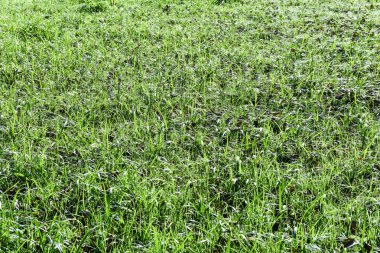 Yeşil çim alanından