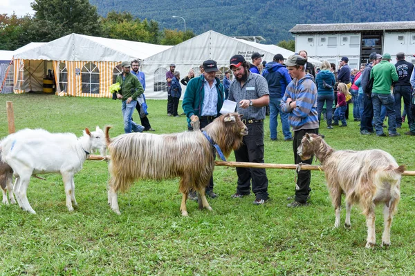 Ludzie, oglądanie i omawianie na rynku owiec — Zdjęcie stockowe