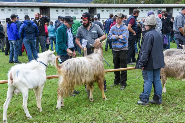 Menschen beobachten und diskutieren auf dem Schafmarkt — Stockfoto