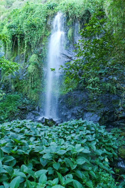 Cascade tropicale de Sainte Rose — Photo