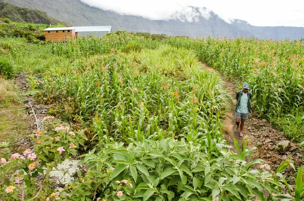 Agriculteur marchant dans son champ de maïs — Photo