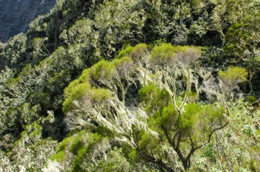 ağaç dalları üzerinde liken