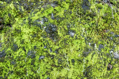 Moss duvar arka planı için