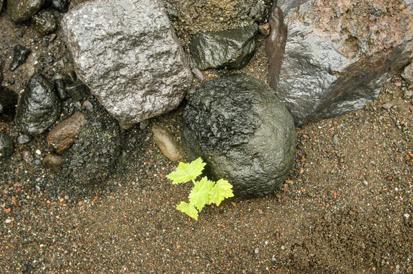 Vegetazione tropicale nell'isola di La Reunion — Foto Stock