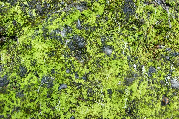 Moss pared para el fondo —  Fotos de Stock