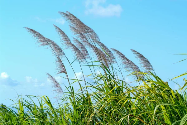 Flores de cana de açúcar no vento — Fotografia de Stock