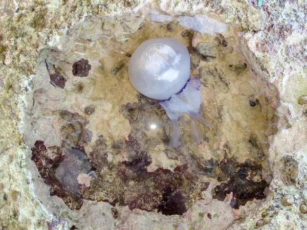 Medusas nadando en un agujero de la roca —  Fotos de Stock