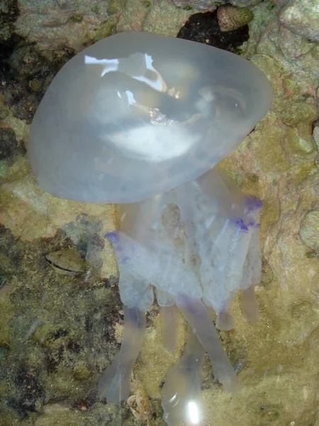 Medusas nadando em um buraco da rocha — Fotografia de Stock