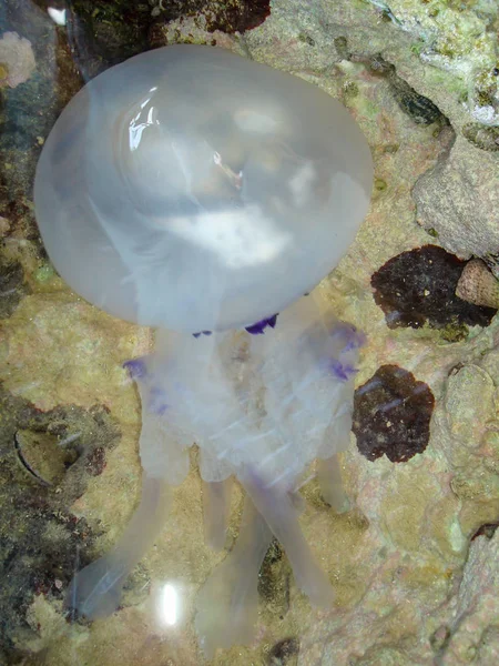 Medusas nadando em um buraco da rocha — Fotografia de Stock