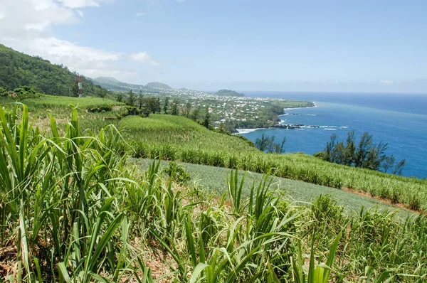 Paysage du champ de canne à sucre — Photo