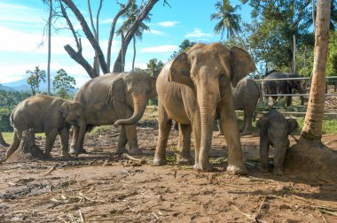 Elephants from the Pinnewala Elephant Orphanage clipart