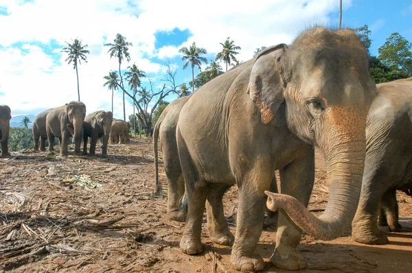 Elefanter från Pinnewala Elephant Orphanage — Stockfoto