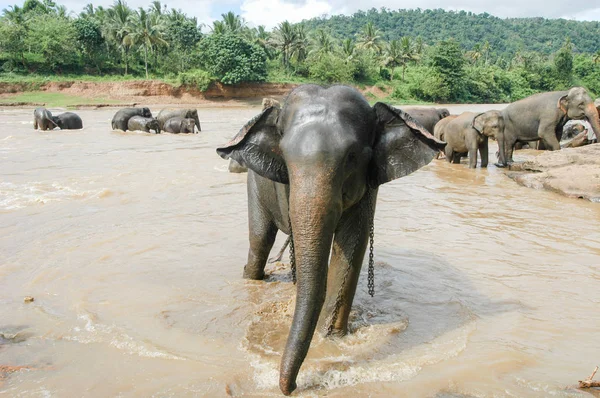 Elefanter från Pinnewala Elephant Orphanage — Stockfoto