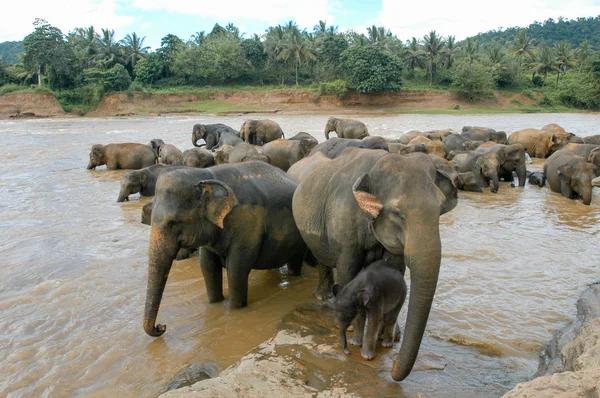 Слоны из приюта слонов Пинневала — стоковое фото