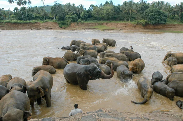Elefantes do Orfanato do Elefante Pinnewala — Fotografia de Stock