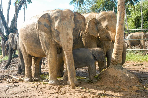 Οι ελέφαντες του ορφανοτροφείου ελεφάντων Pinnewala — Φωτογραφία Αρχείου