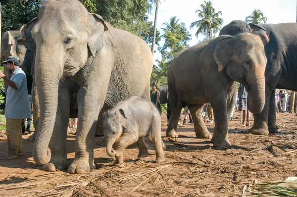 Elefanter från Pinnewala Elephant Orphanage — Stockfoto