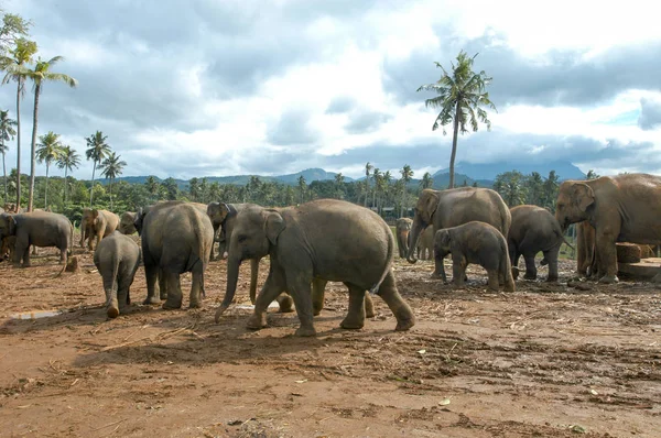 Elefanter från Pinnewala Elephant Orphanage — Stockfoto