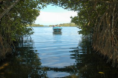 Sri Lanka Bentota mangroves