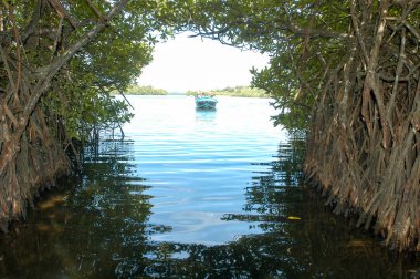 Sri Lanka Bentota mangroves