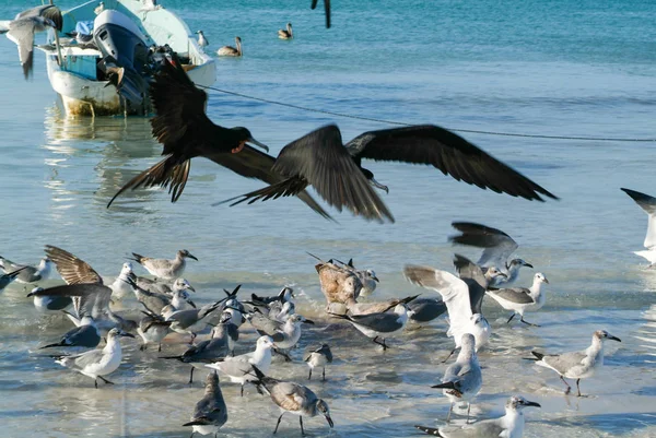 Verschillende vogels vliegen en zwemmen bij het strand van Holbox — Stockfoto