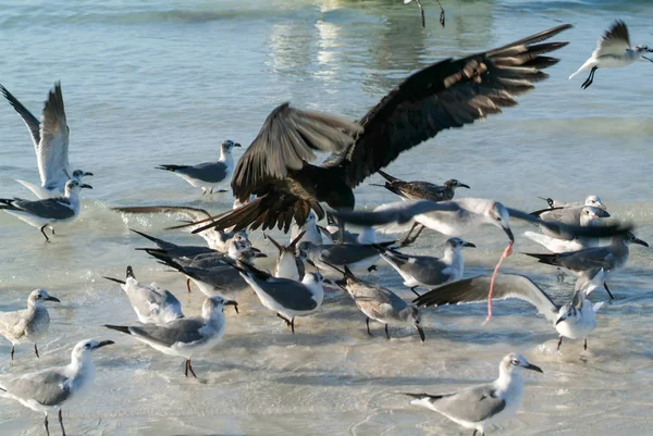 様々 な鳥の飛行、オルボッシュ島のビーチでスイミング — ストック写真