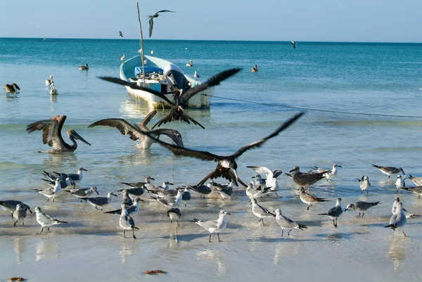 Vários pássaros voando e nadando na praia de Holbox — Fotografia de Stock