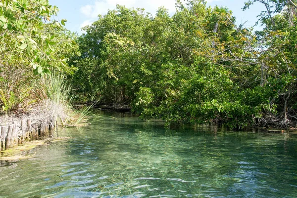 Die lagune von ojo auf holbox island — Stockfoto