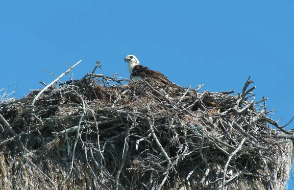 鹰在鸟巢伊斯拉德洛斯帕哈罗斯 — 图库照片