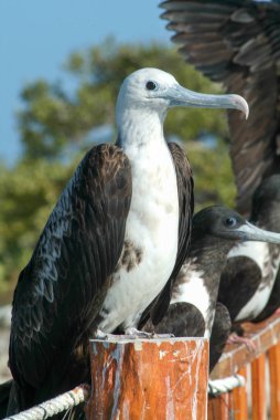 Fırkateyn kuşları erkek ve kadın