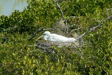 Beyaz tül Isla de los Pajaros sonunda yuvadan üzerinde