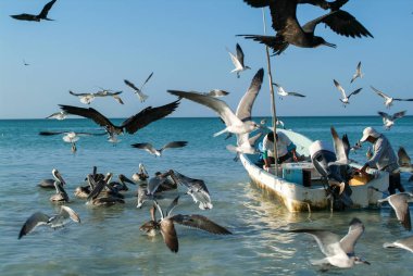 Balıkçı teknesinde beach Holbox Island