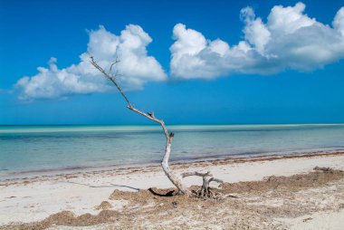 Holbox tropikal plaj