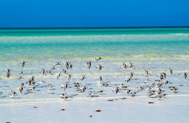 Holbox tropikal plaj