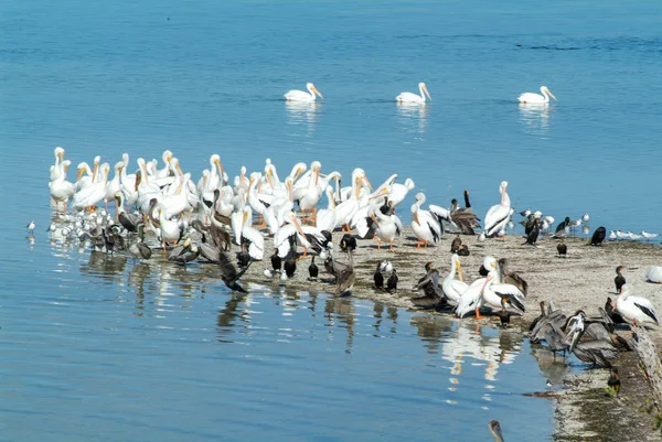 Птахів на острові де-Лос-Pajaros у Holbox — стокове фото