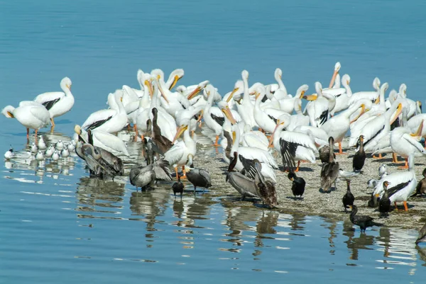 Birds on the island de los Pajaros in Holbox — Stock Photo, Image