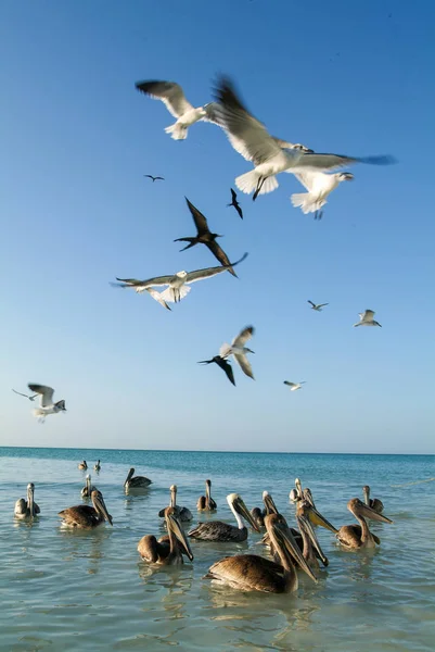 様々 な鳥の飛行、オルボッシュ島のビーチでスイミング — ストック写真