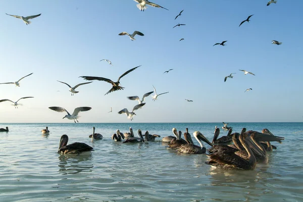 Vários pássaros voando e nadando na praia de Holbox — Fotografia de Stock