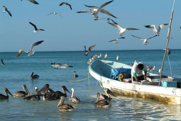 Visser op zijn boot in het strand van Holbox island — Stockfoto