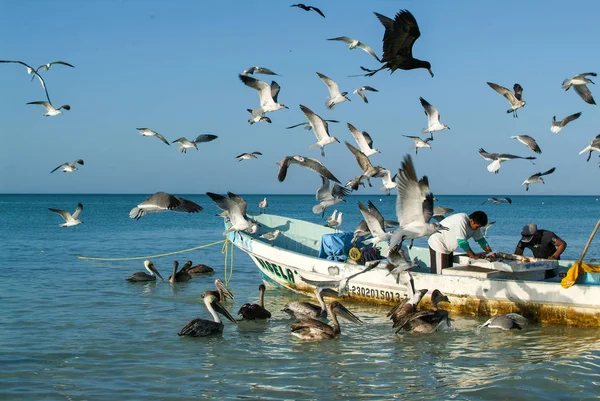 Rybak na jego łodzi na plaży Holbox Island — Zdjęcie stockowe