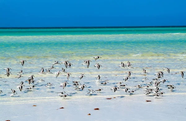 A praia tropical de Holbox — Fotografia de Stock
