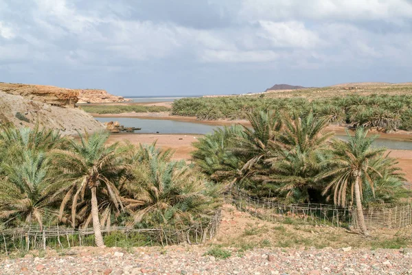Pequeno oásis da ilha de Socotra — Fotografia de Stock