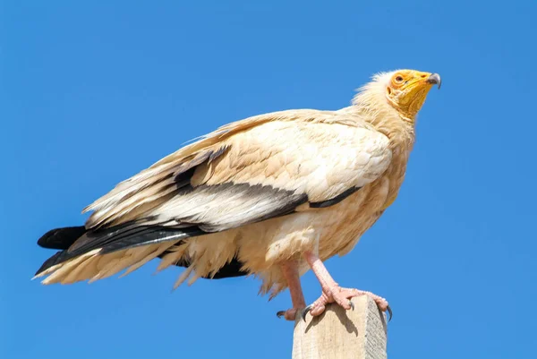 ソコトラ島でエジプトハゲワシ (ニシオオノスリ猛禽の檻) — ストック写真