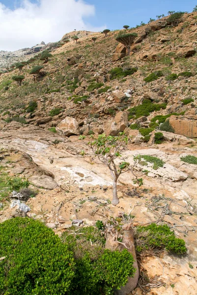 Doliny w górach w centrum Socotra island — Zdjęcie stockowe