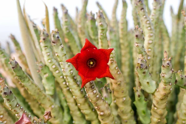 Socotran Caralluma цветок кактуса растения на острове Сокотра — стоковое фото