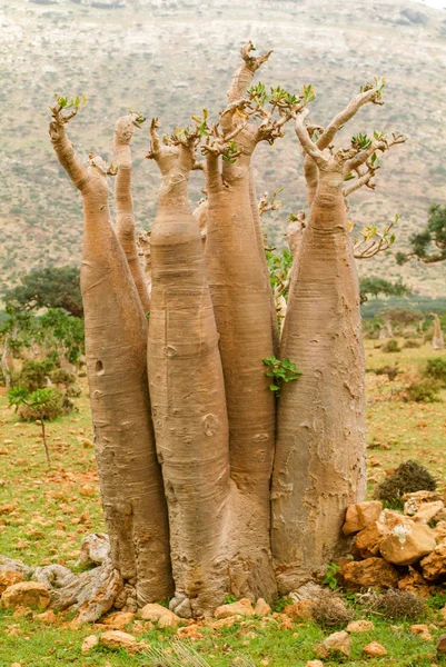 Treesbaobab láhev na ostrově Socotra — Stock fotografie