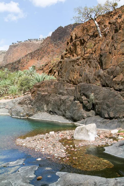 Oasis Wadi Daerhu på den ön fetbladsväxter — Stockfoto