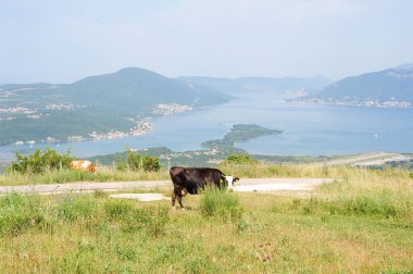 Cows in front of the bay of Kotor clipart