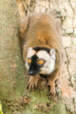 Mayotte Adası'nın bir ağaç üzerinde ortak kahverengi lemur