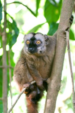 Mayotte Adası'nın bir ağaç üzerinde ortak kahverengi lemur